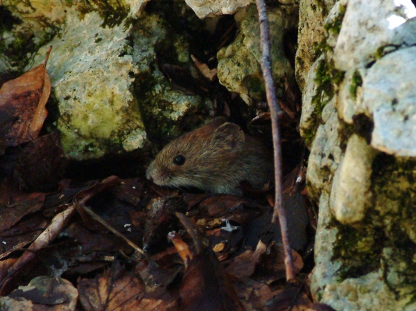 Piccolo roditore. Arvicola rossastra